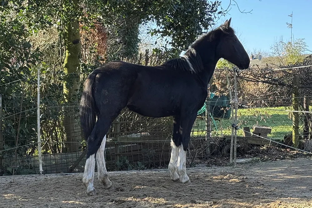 Foto Pippa